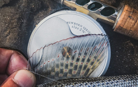 Feisty little beauties!Arctic Grayling!